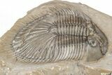 Thysanopeltella (Thysanopeltis) Trilobite - Jorf, Morocco #209715-3